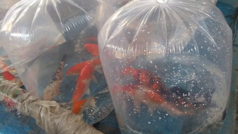 Benih ikan nila dikemas dalam kantung plastik