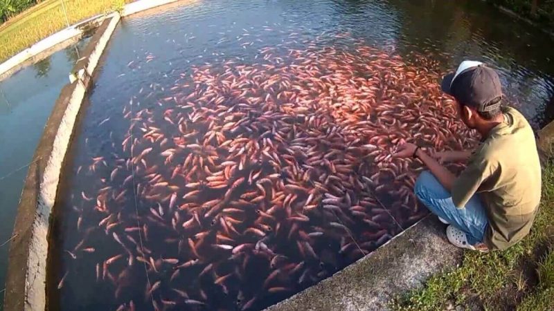 Cara Budidaya Ikan Nila Supaya Cepat Besar [Panduan Lengkap A - Z]