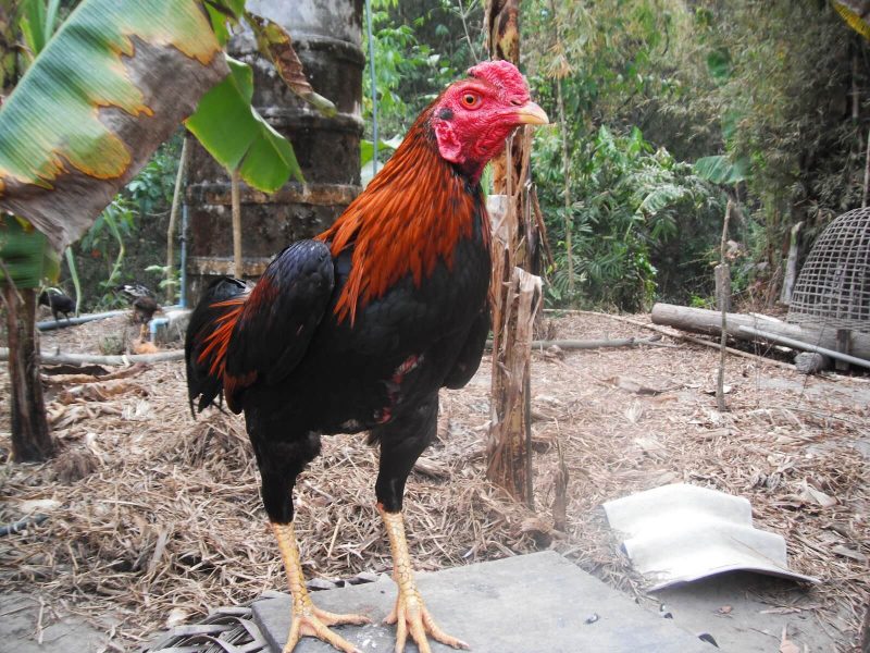 21 Ciri-Ciri Ayam Bangkok yang Bagus Buat Aduan