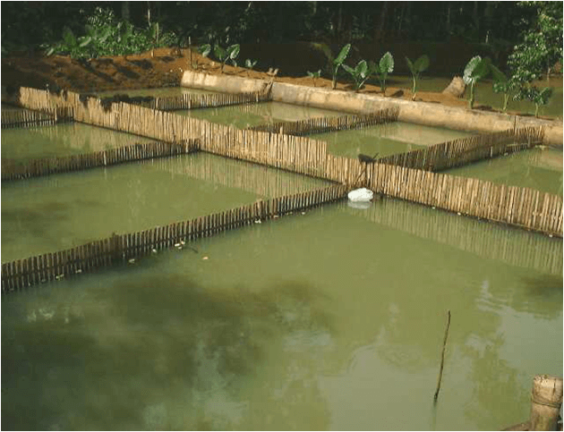 Kolam pemijahan ikan gurame