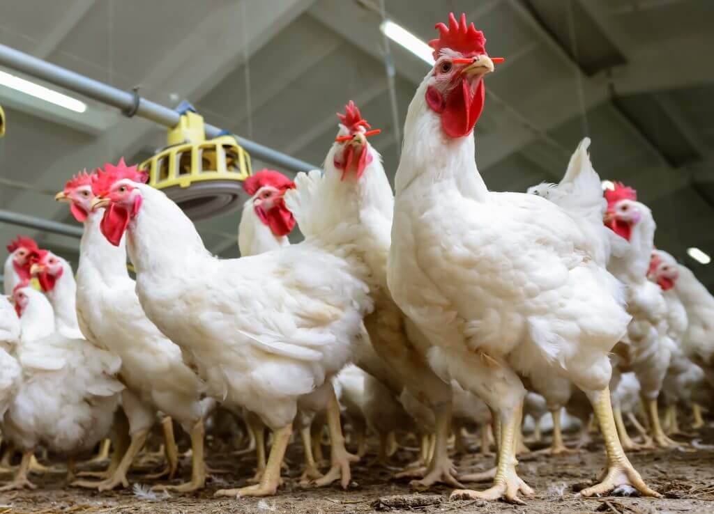 Meningkatkan Kualitas Ayam Broiler