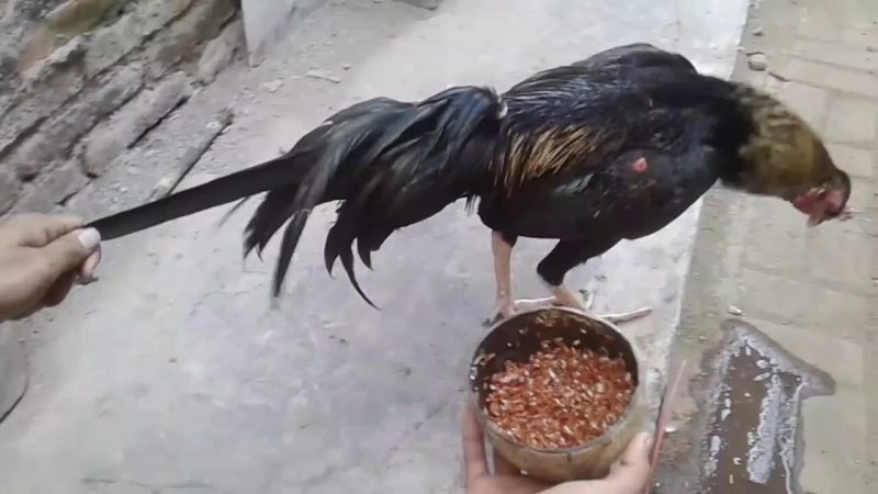 Pakan Ayam Bangkok Aduan