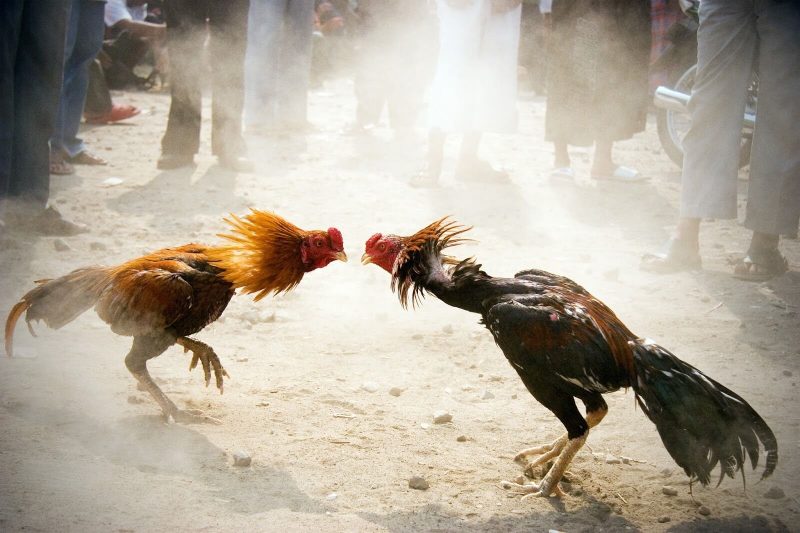 Pertarungan Ayam Bangkok Asli F1 Thailand
