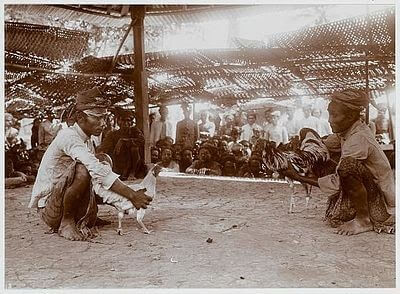 Sabung Ayam di Bali 1915