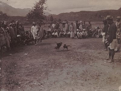 Sabung ayam di Sulawesi 1910