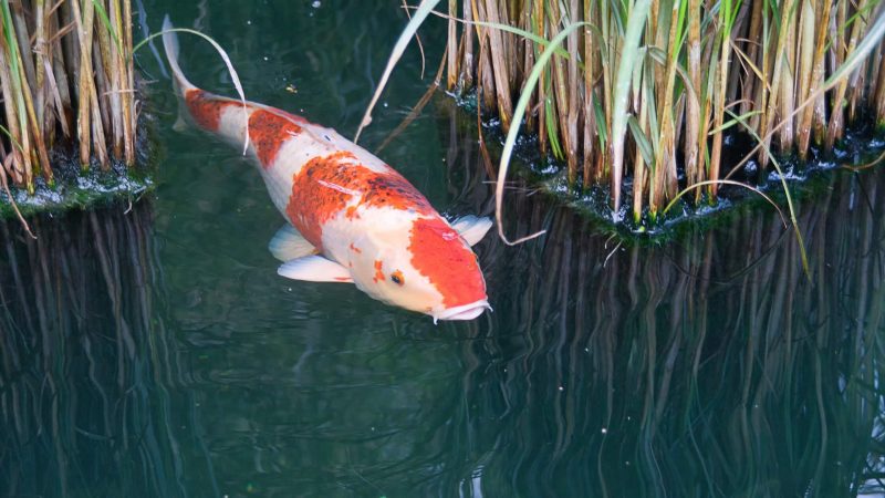 Ikan Koi (Cyprinus carpio)