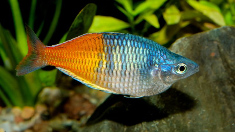 Ikan Rainbow (Melanotaenia sp.)