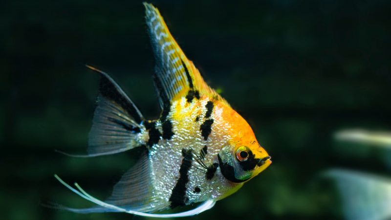 ManfishAngel Fish (Pterophyllum scalare)