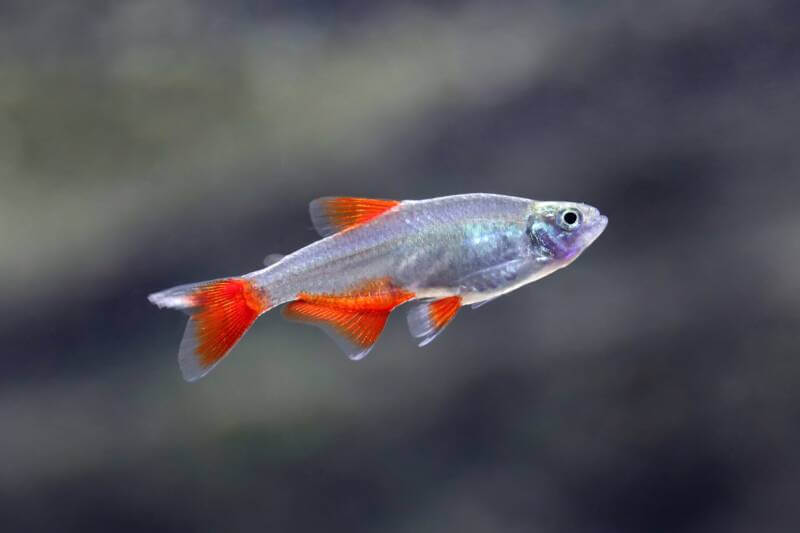 Red Flanked Bloodfin