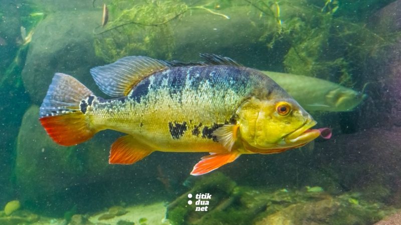 Tankmate Pbass 15 Ikan Hias Yang Bisa Dicampur Peacock Bass