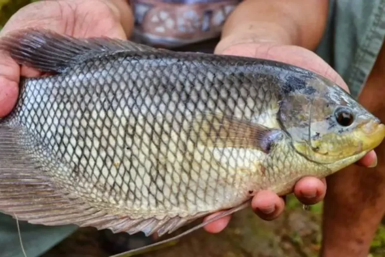 Ikan Gurame